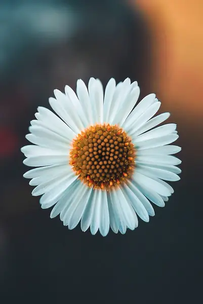 Flower photograph