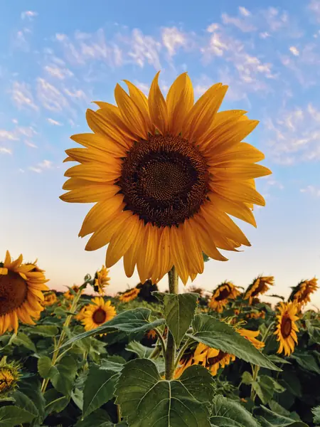Flower photograph