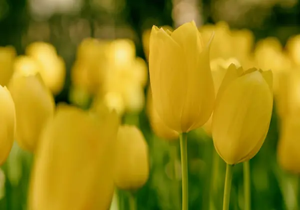 Flower photograph