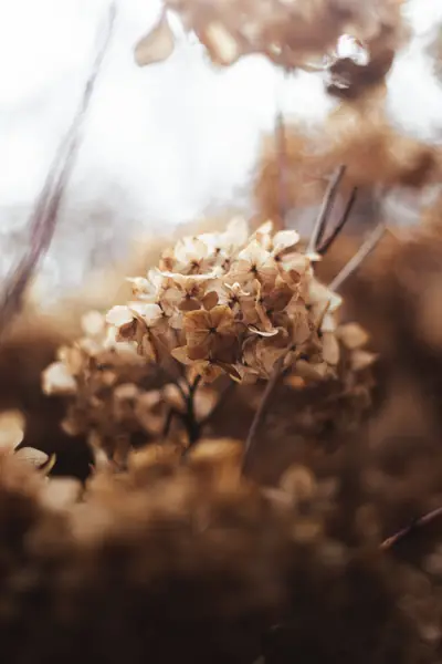 Flower photograph