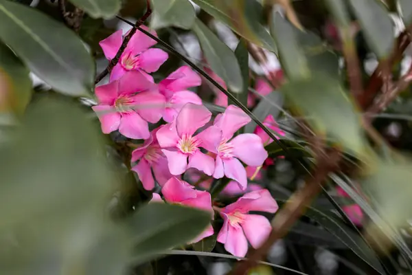 Flower photograph
