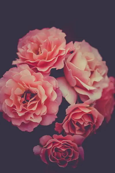 Flower photograph