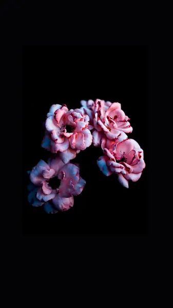 Flower photograph