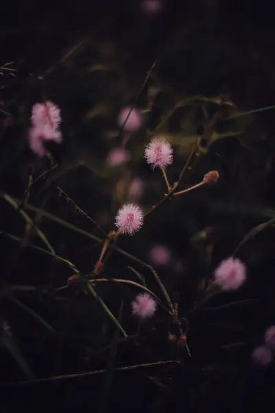Flower photograph