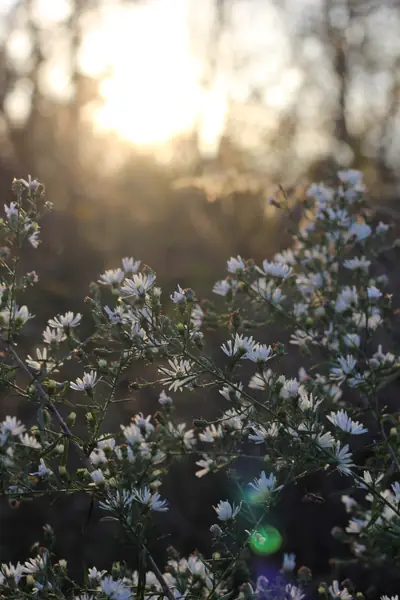 Flower photograph