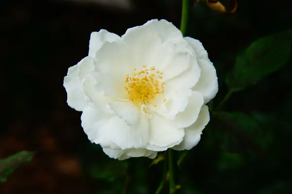 Flower photograph