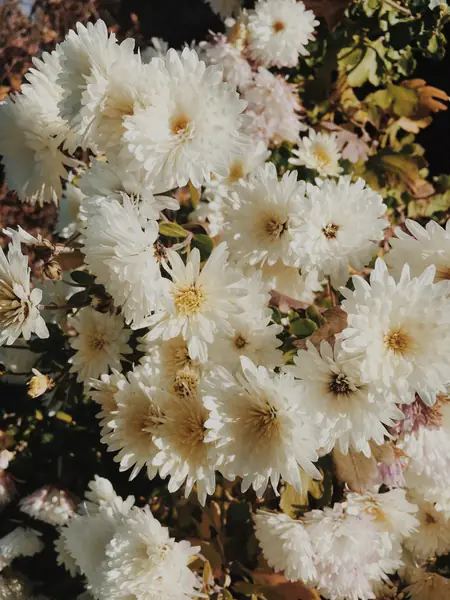 Flower photograph