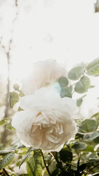 Flower photograph
