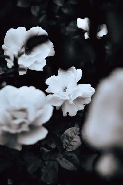 Flower photograph