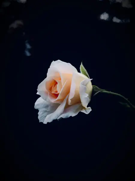 Flower photograph