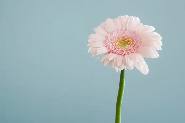 Flower photograph
