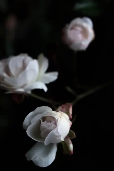 Flower photograph