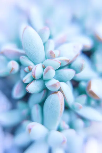 Flower photograph