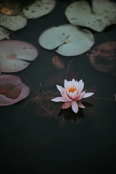Flower photograph