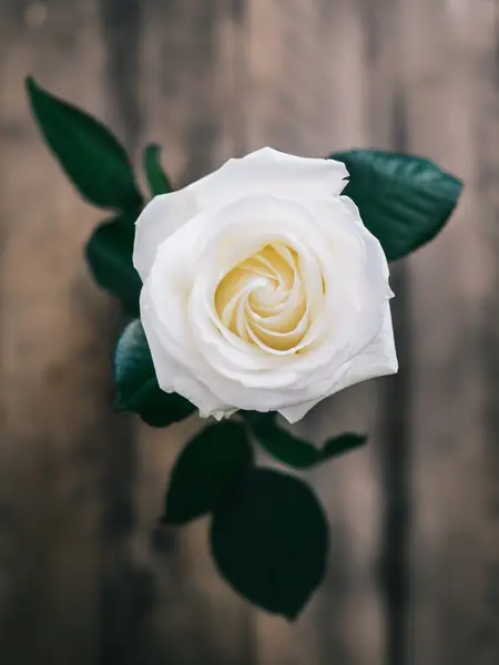 Flower photograph