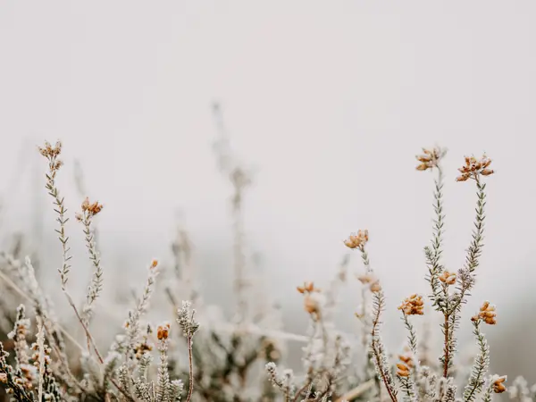 Flower photograph