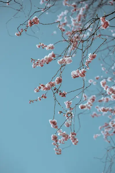 Flower photograph