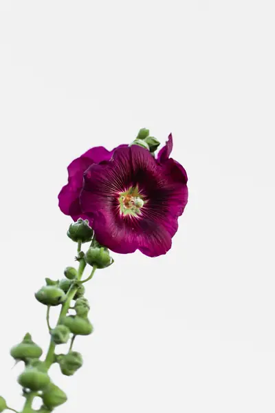 Flower photograph