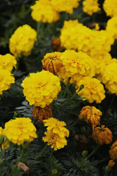 Flower photograph
