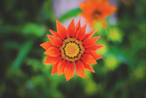 Flower photograph
