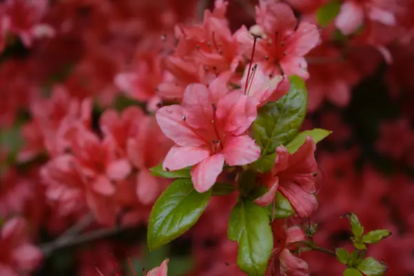 Flower photograph