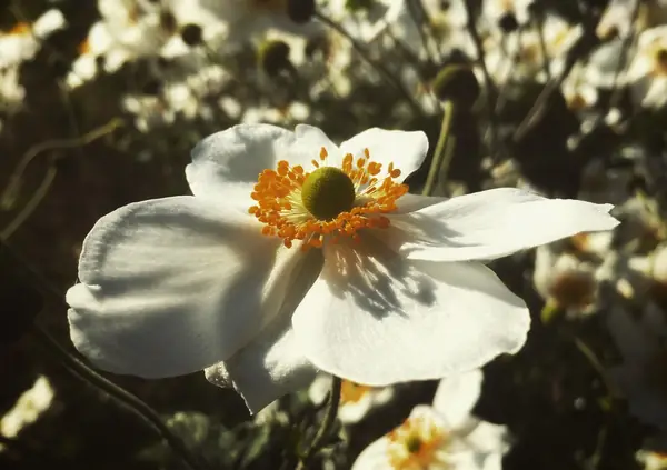 Flower photograph