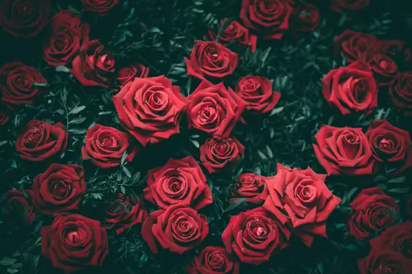 Flower photograph