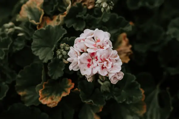 Flower photograph