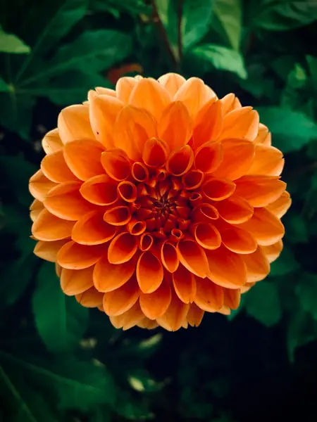 Flower photograph