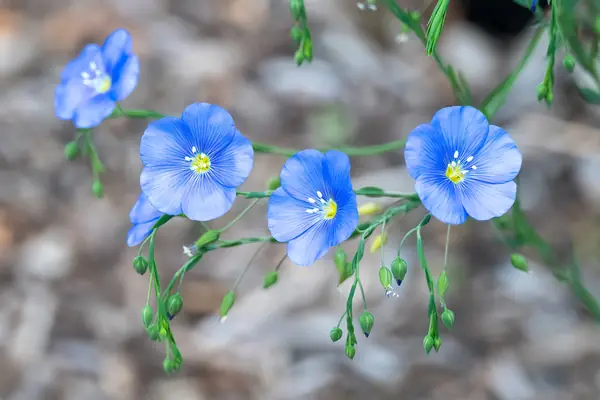 Flower photograph