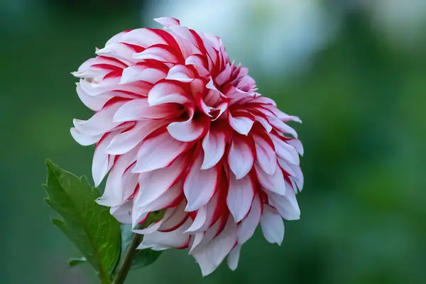 Flower photograph