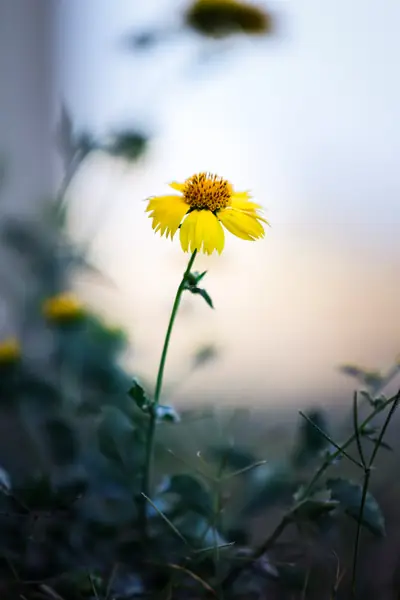 Flower photograph