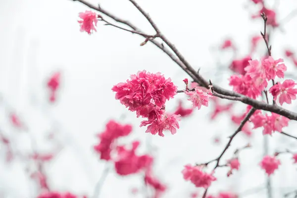 Flower photograph