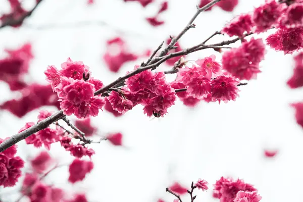 Flower photograph