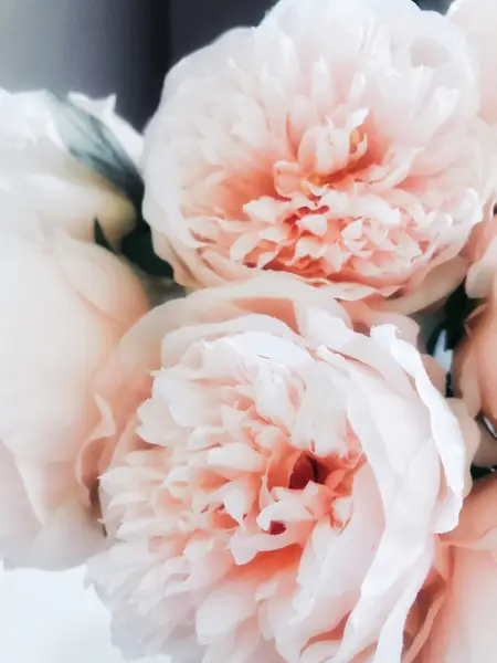 Flower photograph