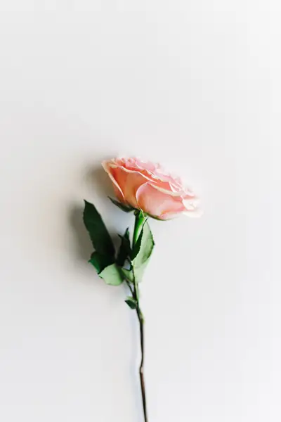Flower photograph