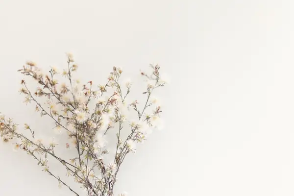 Flower photograph