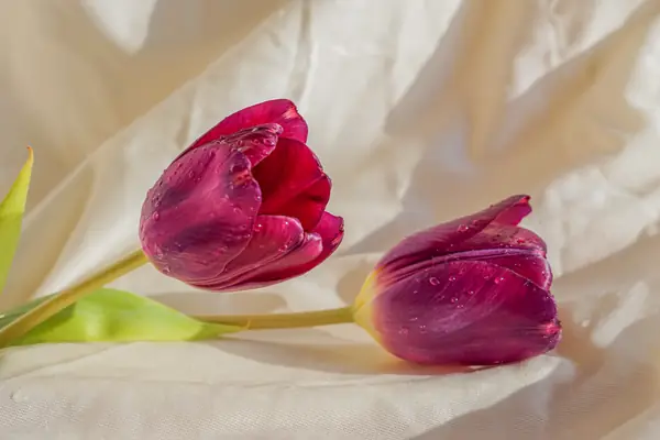 Flower photograph