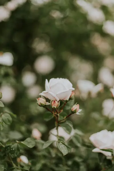 Flower photograph