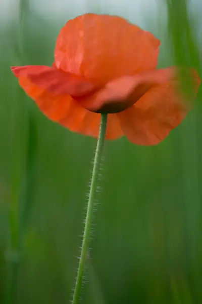 Flower photograph