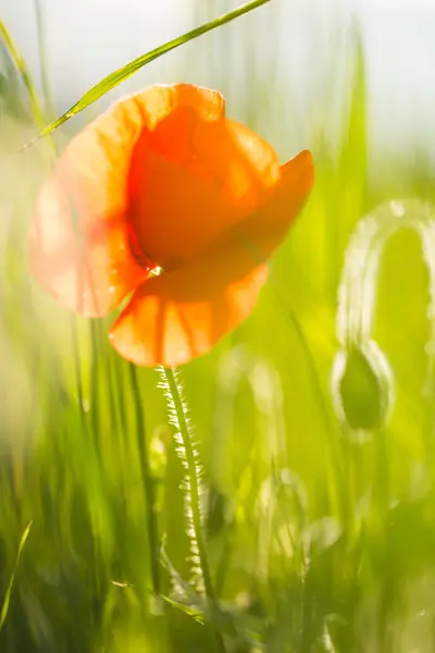 Flower photograph