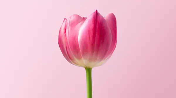 Flower photograph