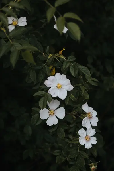 Flower photograph