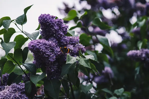 Flower photograph