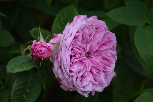 Flower photograph