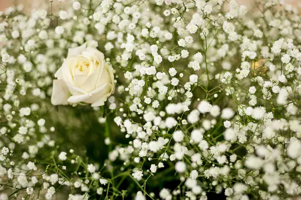Flower photograph