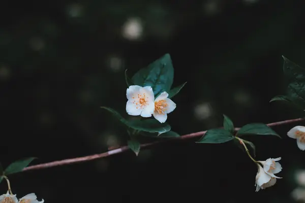 Flower photograph