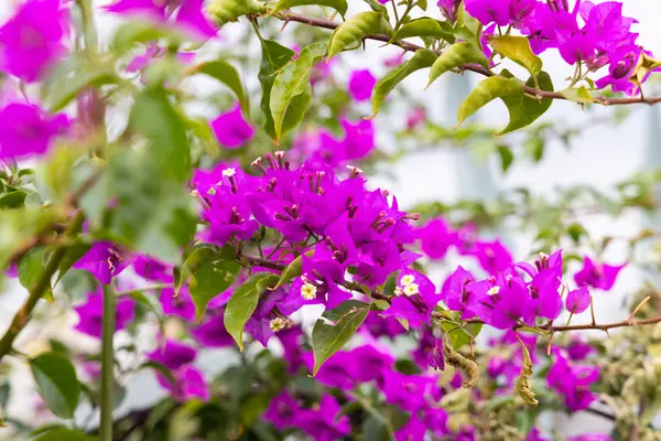 Flower photograph