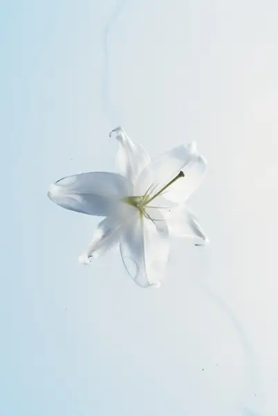 Flower photograph