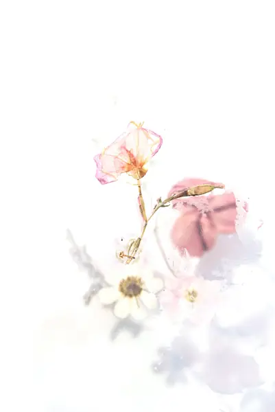 Flower photograph
